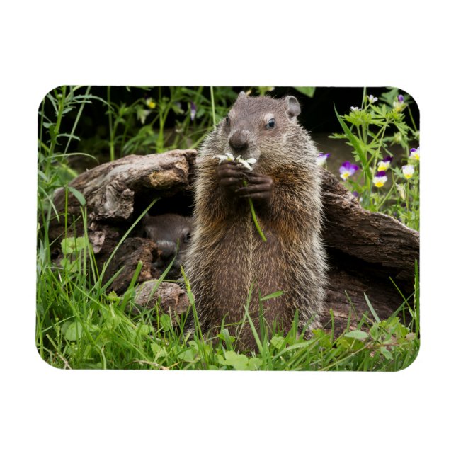 Ground Hog Munching on a Flower Magnet (Horizontal)