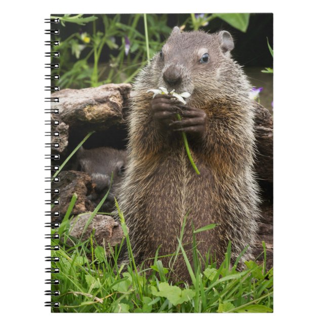 Ground Hog Munching on a Flower Notebook (Front)