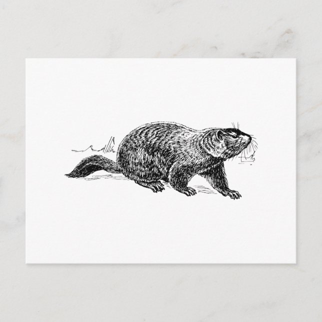 Ground Hog Postcard (Front)