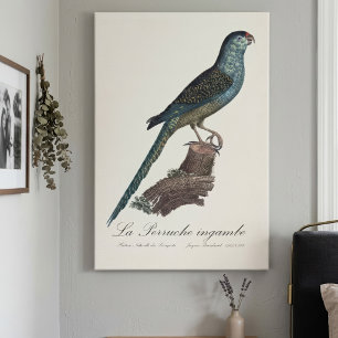 Ground Parrot or Swamp Parrot, Pezoporus Wallicus Canvas Print