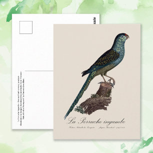 Ground Parrot or Swamp Parrot, Pezoporus Wallicus Postcard