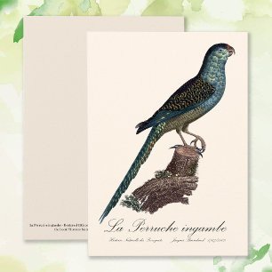 Ground Parrot or Swamp Parrot, Pezoporus Wallicus Thank You Card