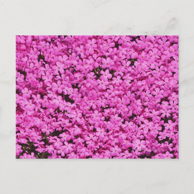 Ground Pink 2 Postcard (Front)