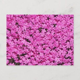 Ground Pink 2 Postcard
