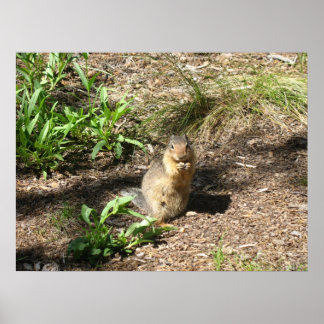 Ground Squirrel 4 Photo Print