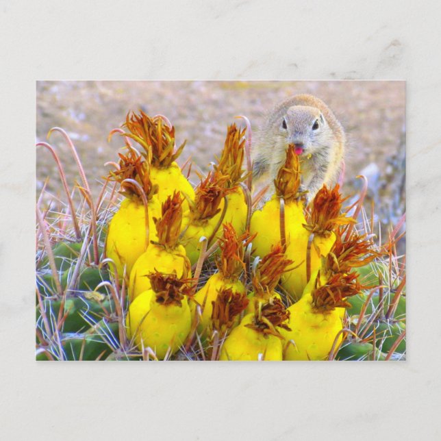 Ground Squirrel and Barrel Cactus Postcard (Front)