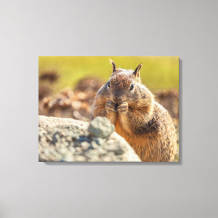 Ground Squirrel Canvas Print
