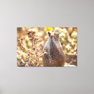 Ground Squirrel Canvas Print