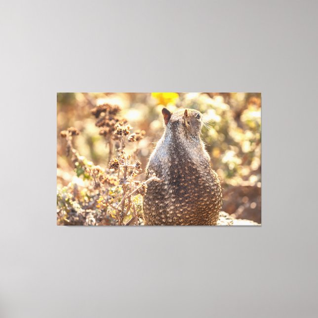 Ground Squirrel Canvas Print (Front)