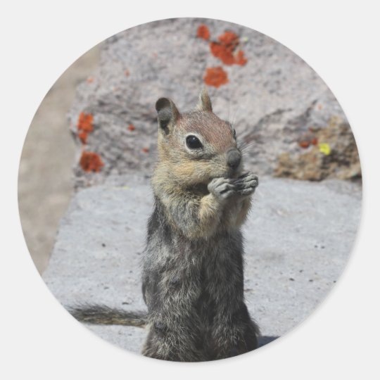 Ground Squirrel Classic Round Sticker