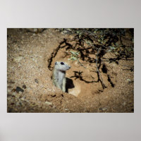 Ground Squirrel from Tucson Arizona