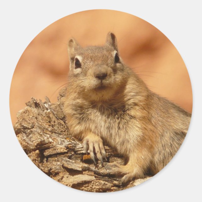 Ground Squirrel Photo Classic Round Sticker (Front)