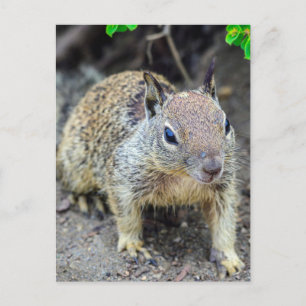 Ground Squirrel Postcard Curious Wildlife Art