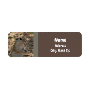 Ground Squirrel Standing Photo Desert Animal