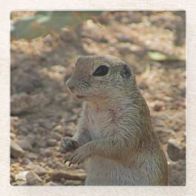Ground Squirrel Standing Photo Desert Animal Glass Coaster (Front)