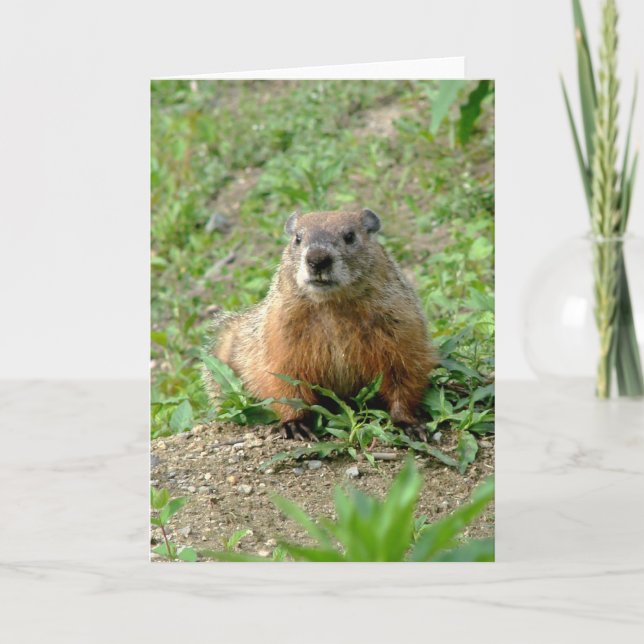 Groundhog Card (Front)