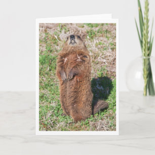 Groundhog Card