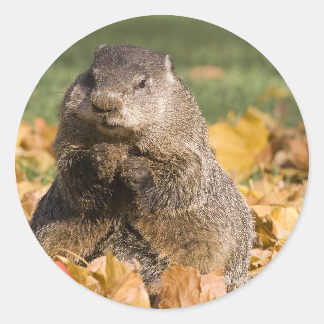 Groundhog Classic Round Sticker (Front)