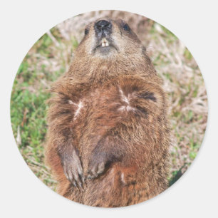 Groundhog Classic Round Sticker