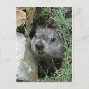 Groundhog Day Postcard