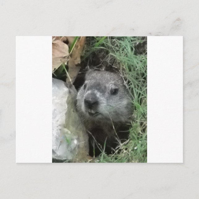 Groundhog Day Postcard (Front)