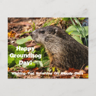 Groundhog Day Postcard