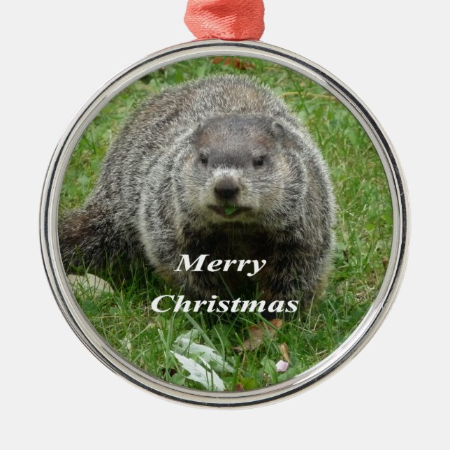 Groundhog eating metal ornament (Front)