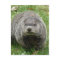 Groundhog eating