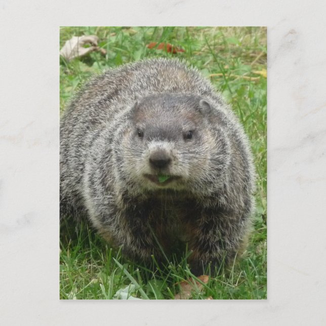 Groundhog eating postcard (Front)