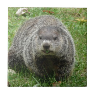 Groundhog eating tile