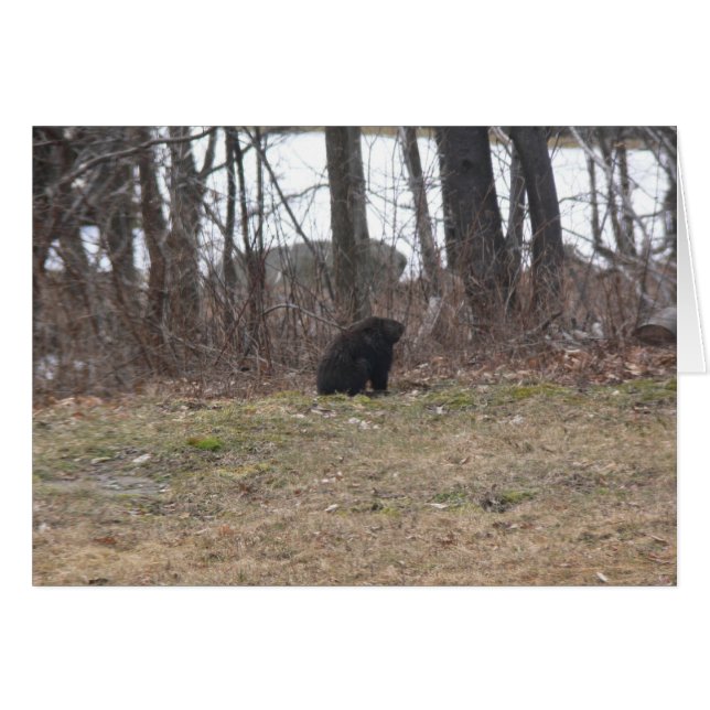 Groundhog examine la scène (Devant horizontal)