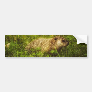 Groundhog in a field bumper sticker