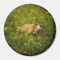 Groundhog in a field magnet