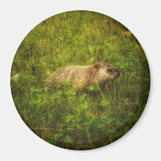 Groundhog in a field magnet