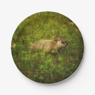 Groundhog in a field plates
