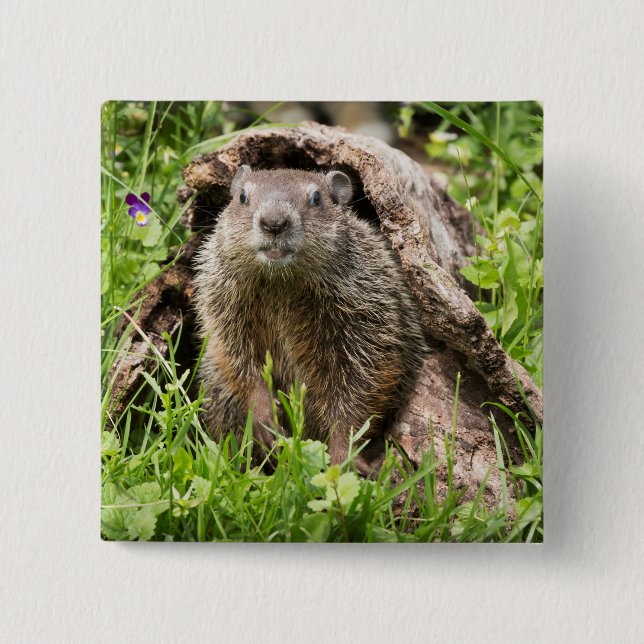 Groundhog in a Hollow Log 2 Inch Square Button (Front)