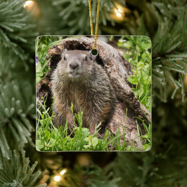 Groundhog in a Hollow Log Ceramic Ornament (Tree)