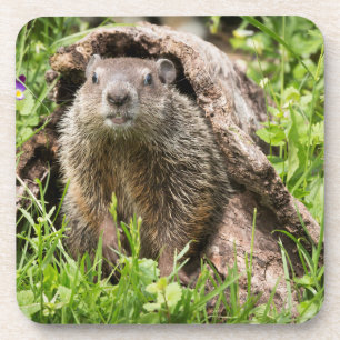 Groundhog in a Hollow Log Coaster