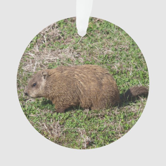 Groundhog Ornament (Front)