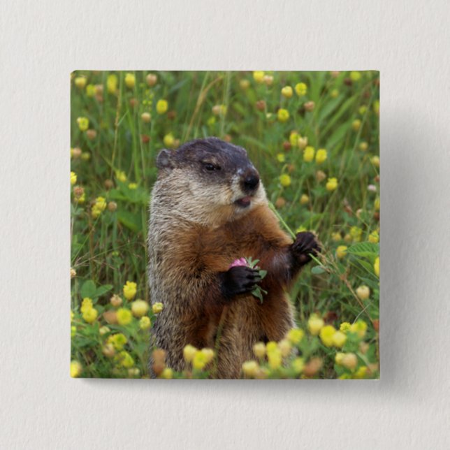 Groundhog Pose 2 Inch Square Button (Front)