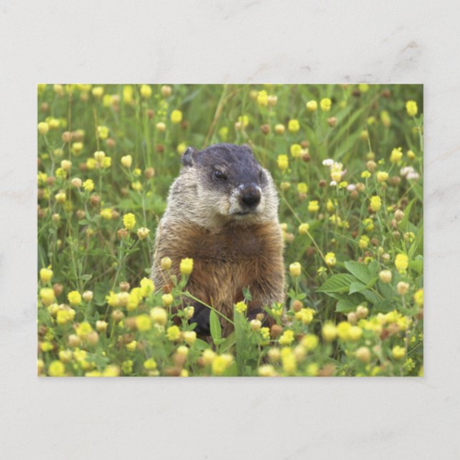 Groundhog Postcard (Front)