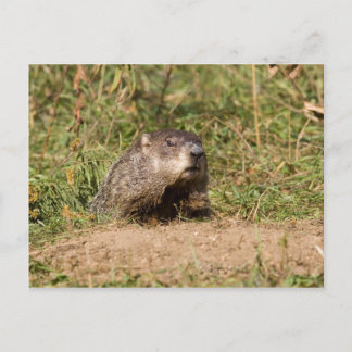 Groundhog Postcard
