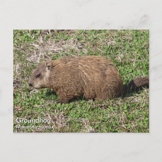 Groundhog Postcard (Front)