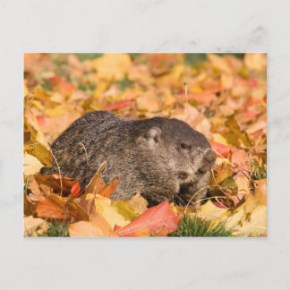 Groundhog Postcard