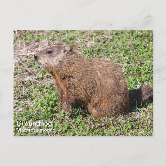Groundhog Postcard (Front)