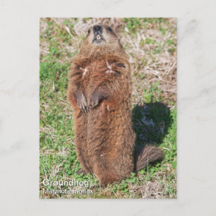 Groundhog Postcard