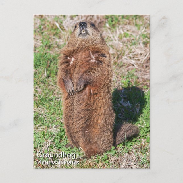 Groundhog Postcard (Front)