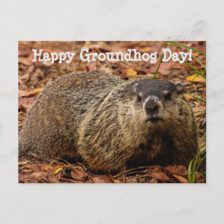 Groundhog  postcard