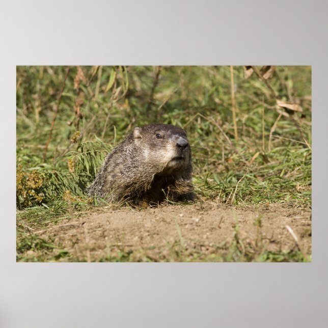Groundhog Poster (Front)