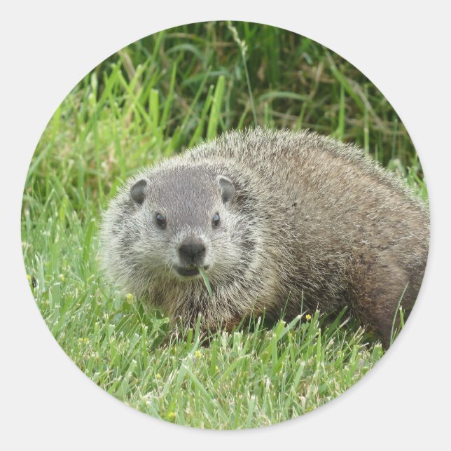 Groundhog Sticker (Front)